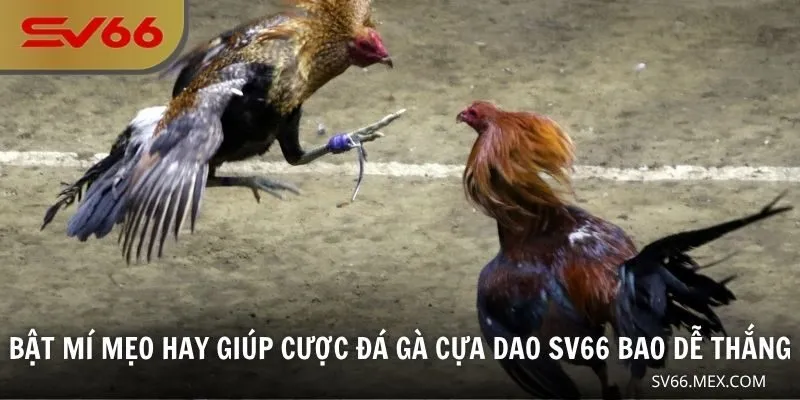 Bật mí mẹo hay giúp cược đá gà cựa dao SV66 bao dễ thắng