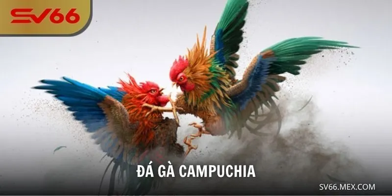 đá gà Campuchia