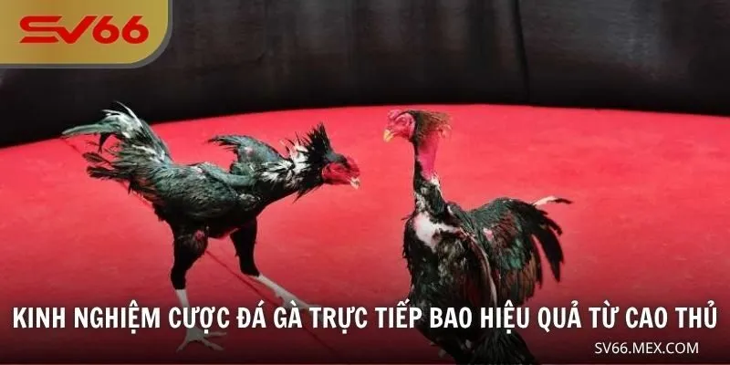Kinh nghiệm cược đá gà trực tiếp bao hiệu quả từ cao thủ
